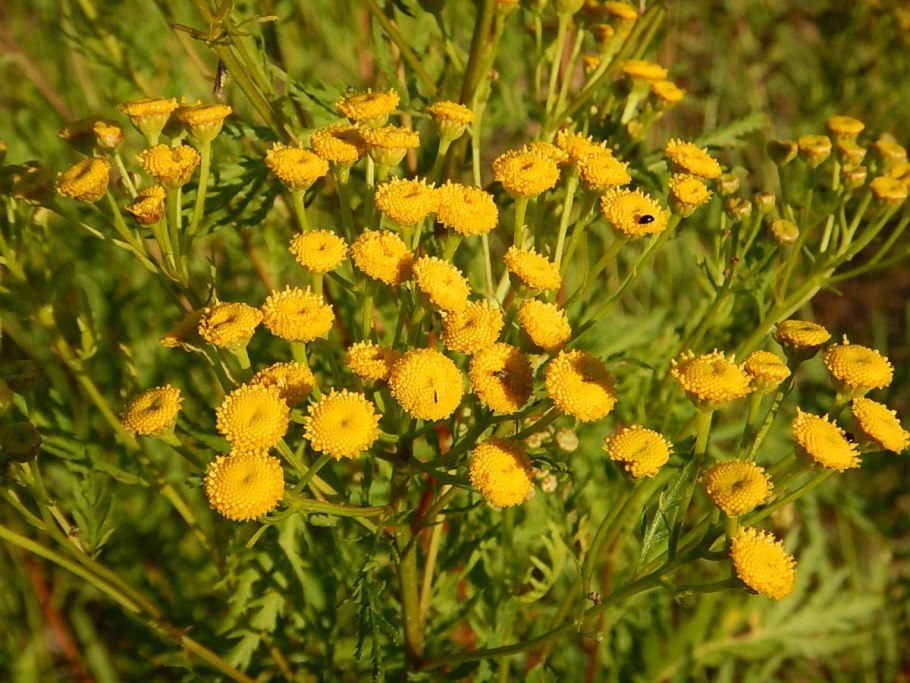 Одуванчик медоносец