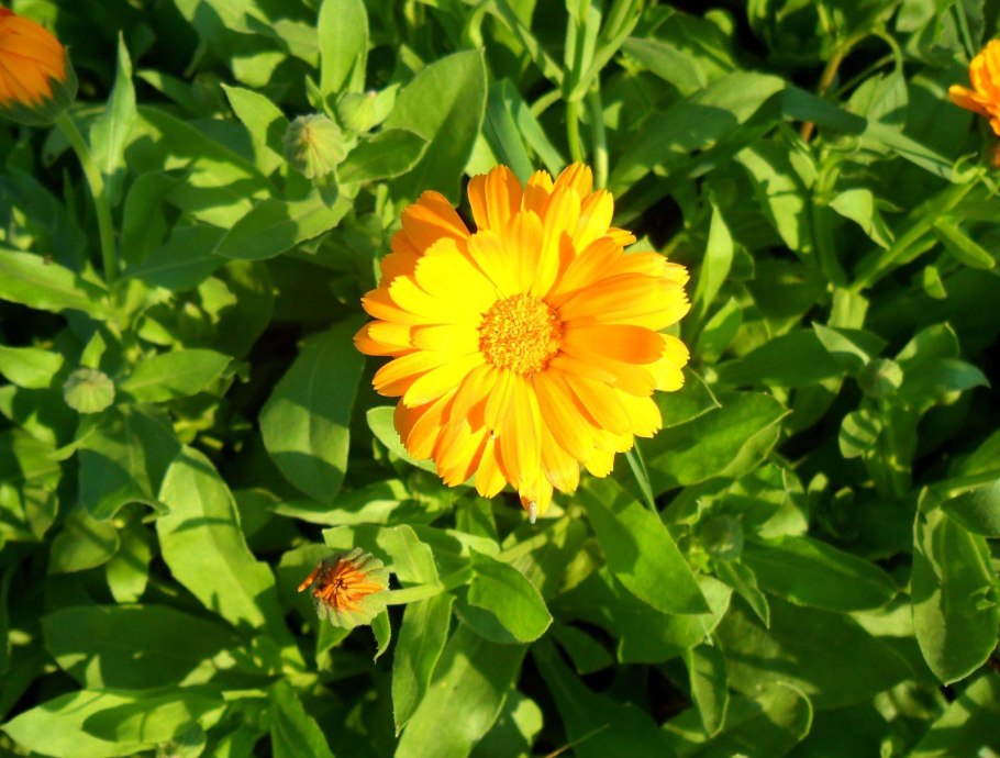 Дороникум цветок семейства астровых