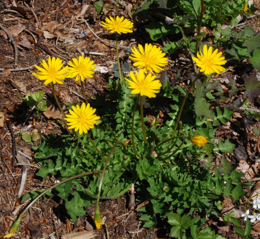 Одуванчик лекарственный – Taraxacum officinale