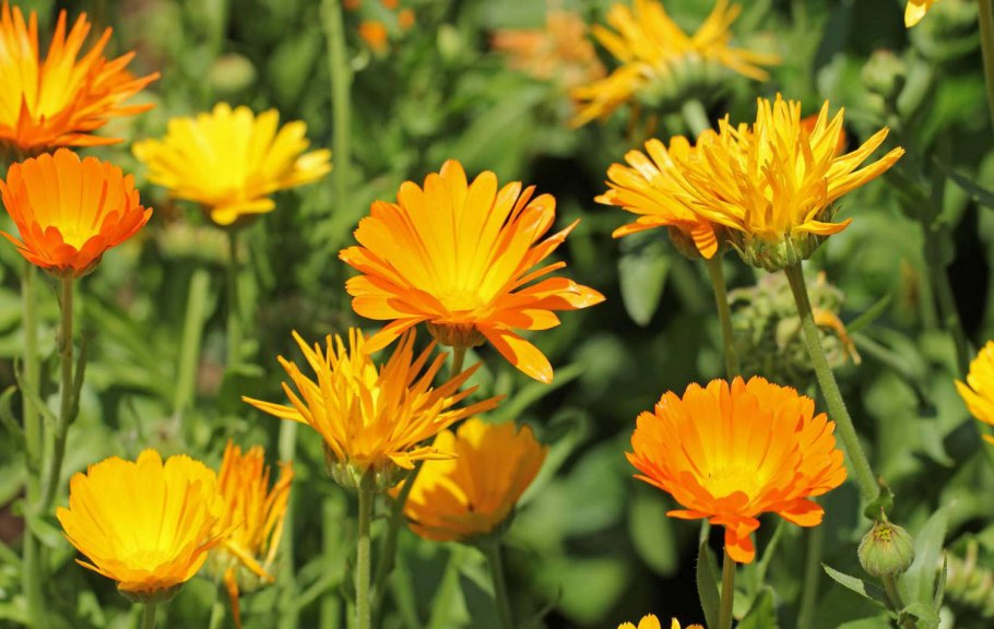 Одуванчик лекарственный род