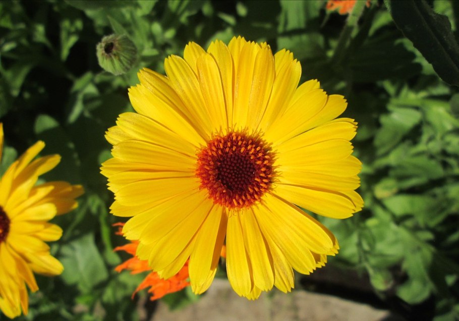 Одуванчик полевой лекарственный