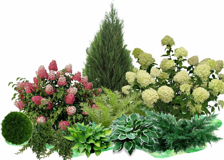 Миксбордер туя гортензия Барбарис можжевельник