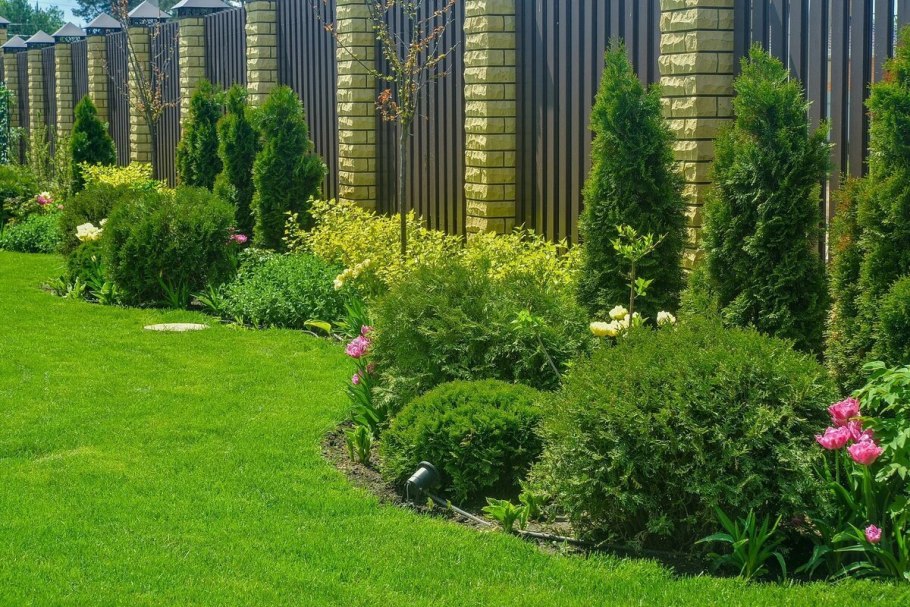 Туя можжевельник ландш