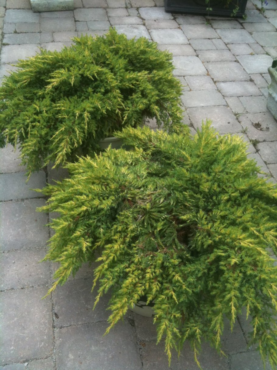 Juniperus chinensis Daub's Frosted