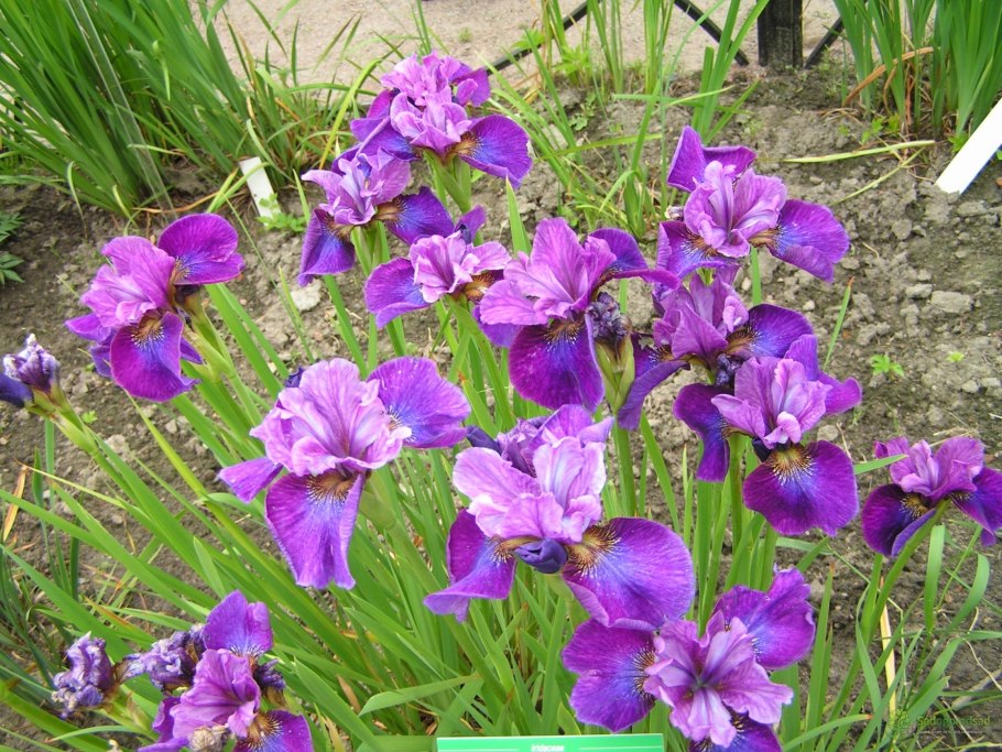 Ирис Сибирский 'Roaring Jelly'