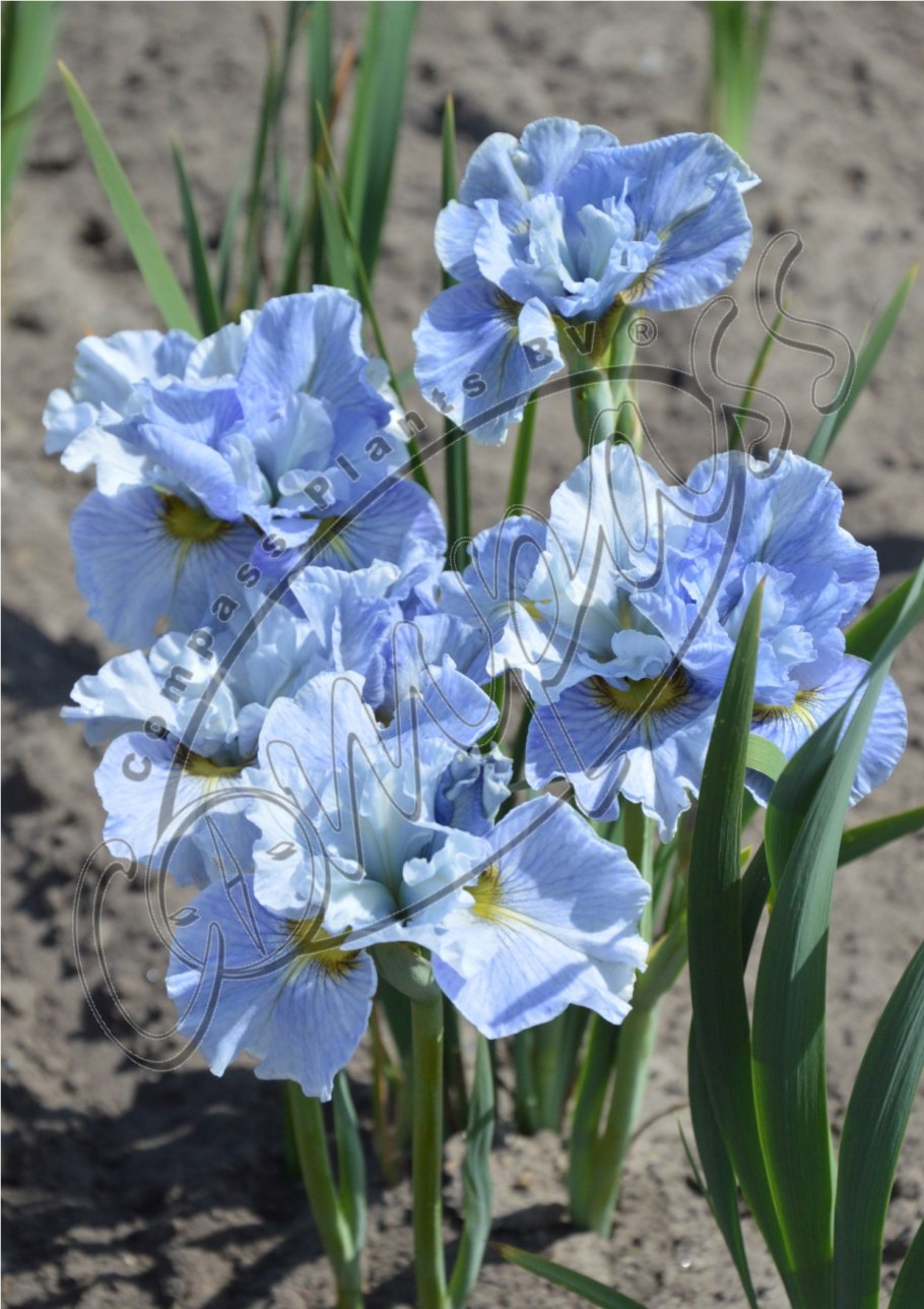 Комнатный Ирис неомарика