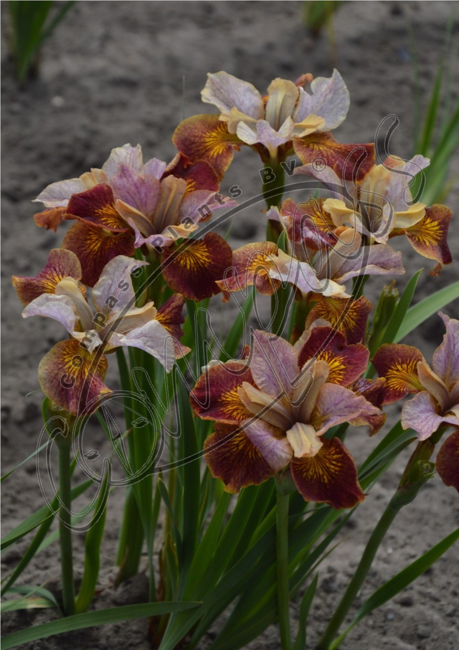 Ирис Сибирский сия Лейтер