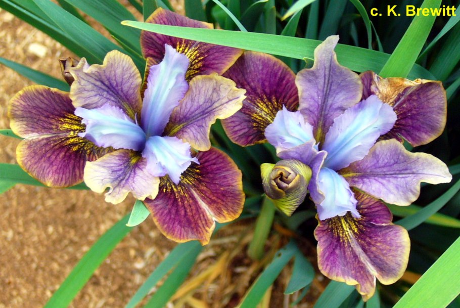 Ирис Сибирский Black Joker