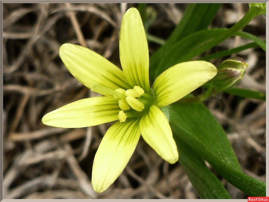 Гусинолук гиенский