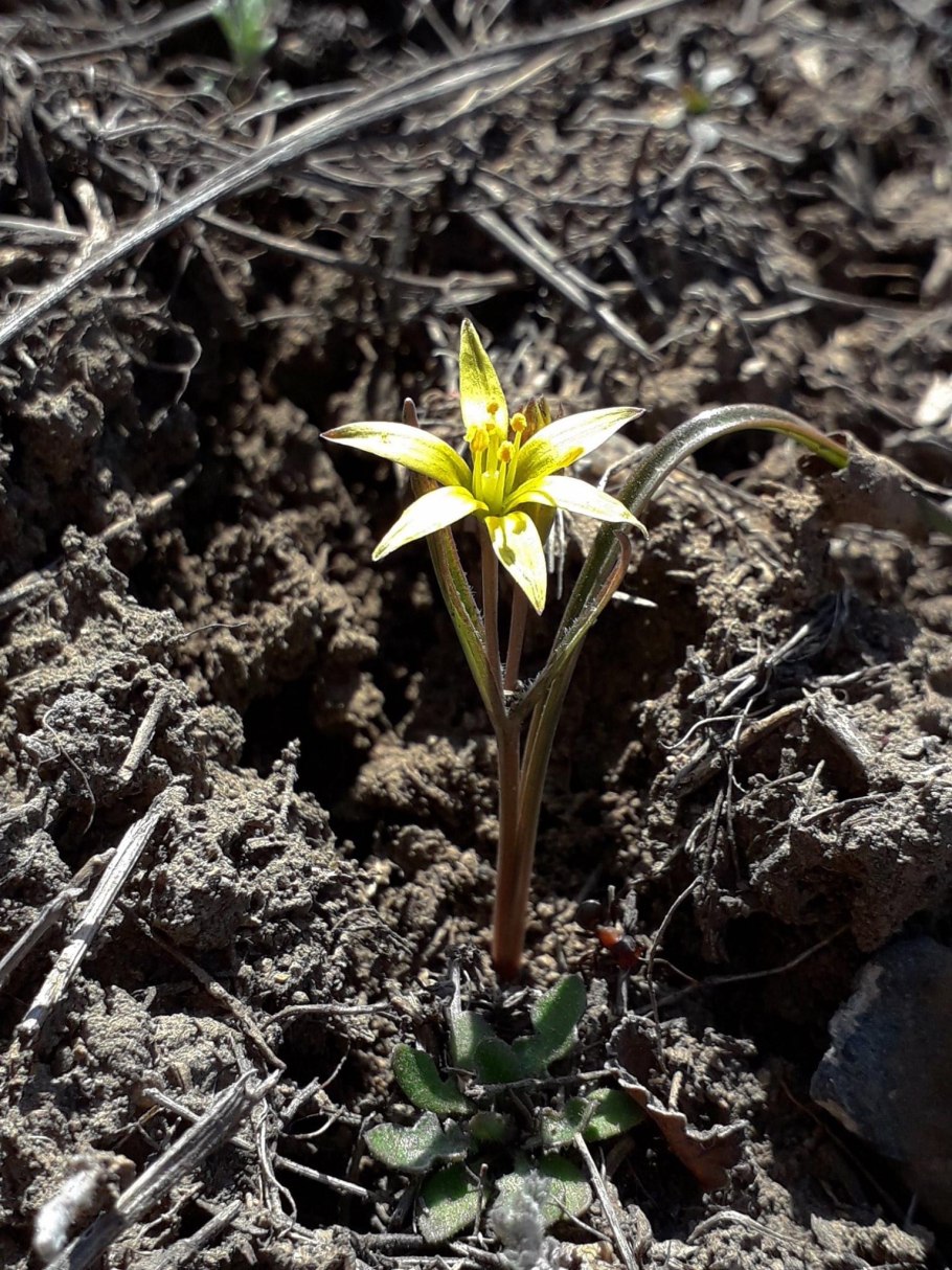 Гусиный лук