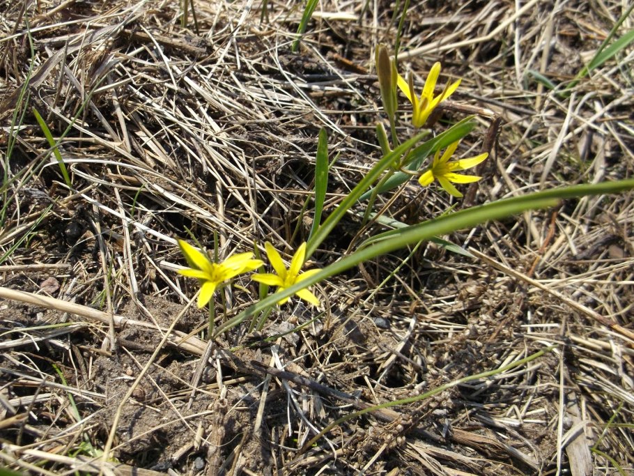 Гусинолук Федченко