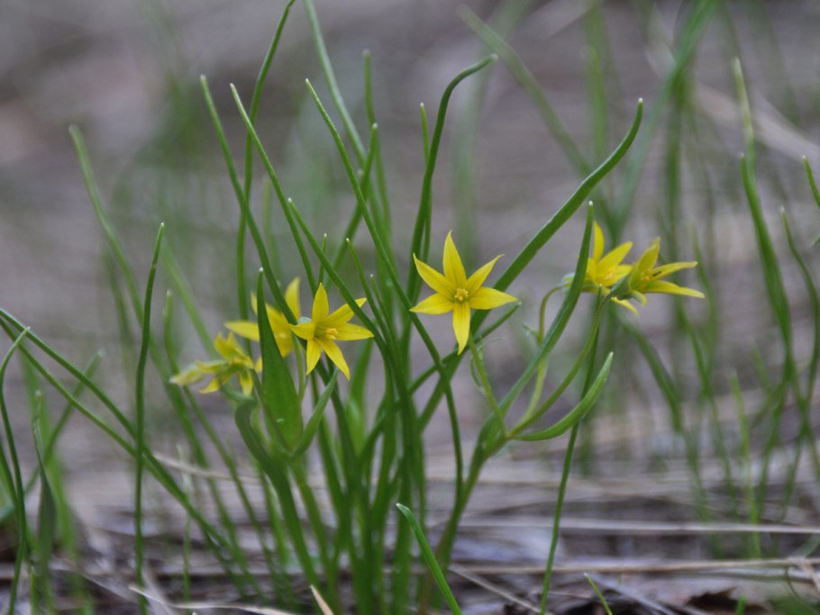 Гусиный лук жёлтый (Gagea lutea)