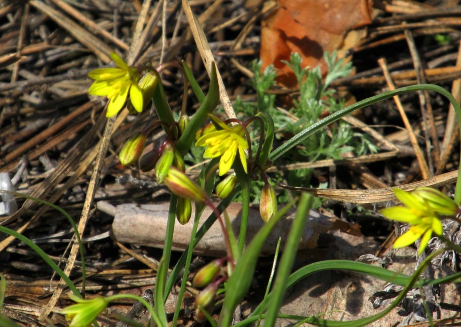 Гусинолук Федченко