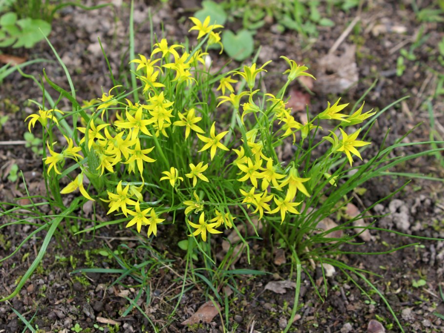 Гусиный лук (Gagea)