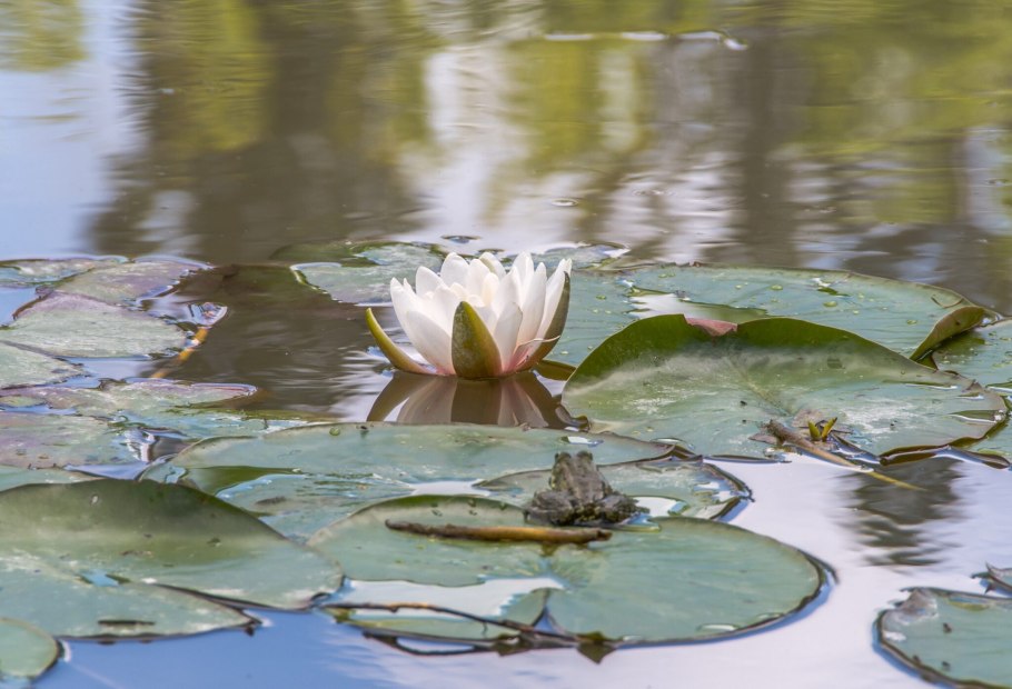 Лотос Виктория Амазонская