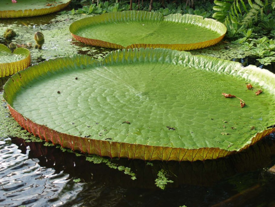 Виктория Амазонская