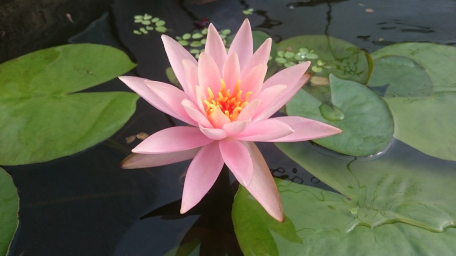 Кувшинка Виктория-Регия