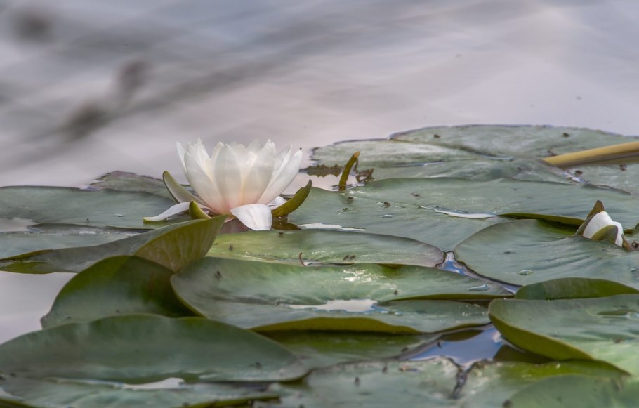 Нимфея сиокс