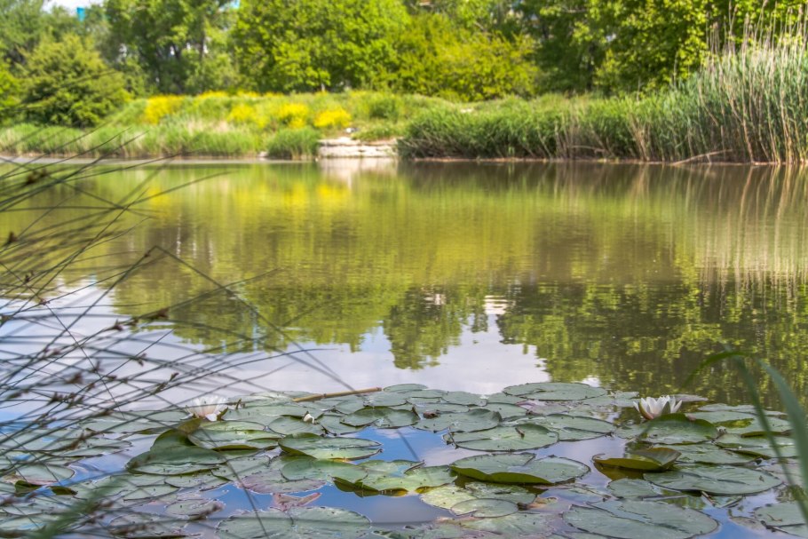 Кувшинка Виктория-Регия