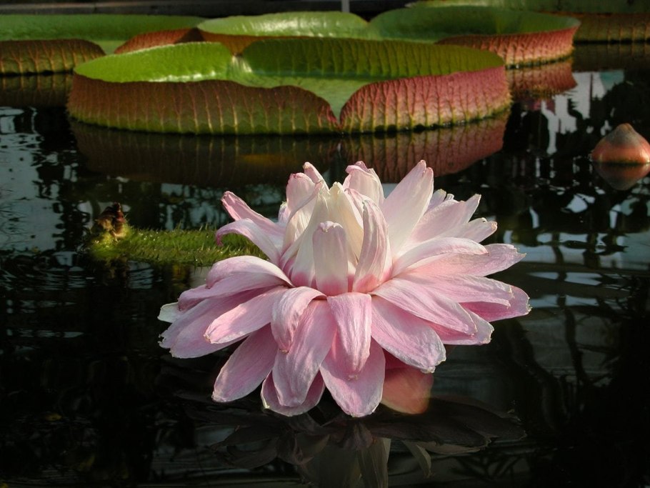 Королевская кувшинка Виктория