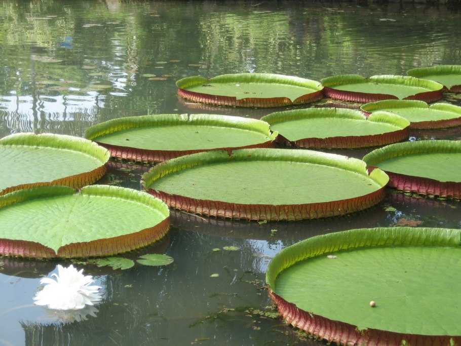 Кувшинка четырехгранная (Nymphaea Tetragona)
