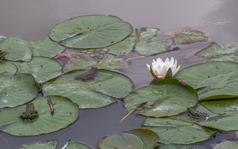 Кувшинка Виктория-Регия