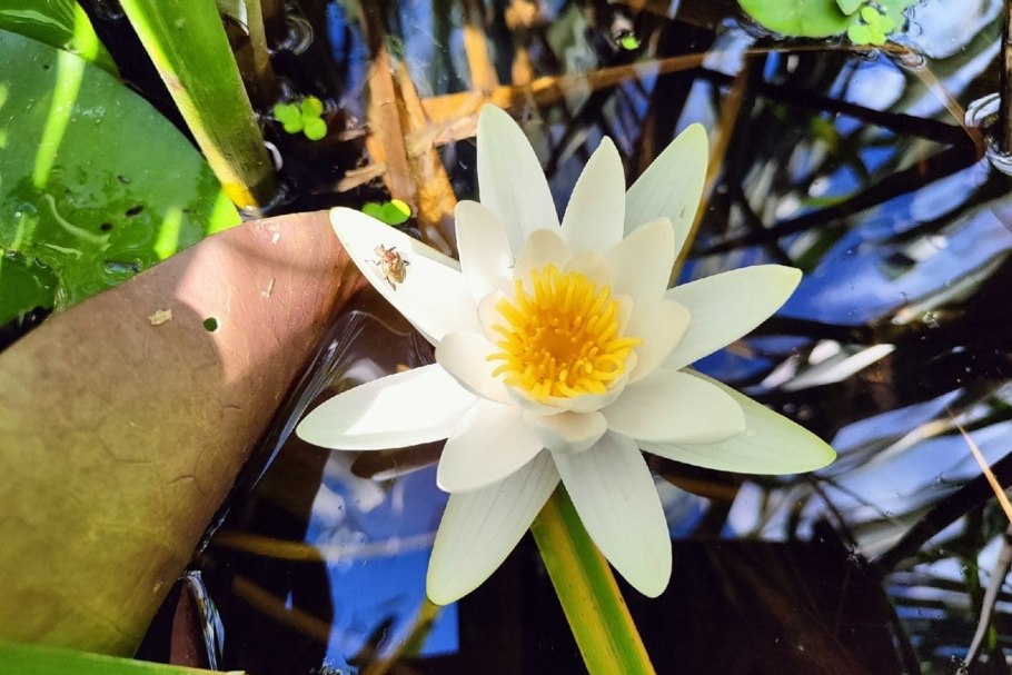 Плод Виктории амазонской