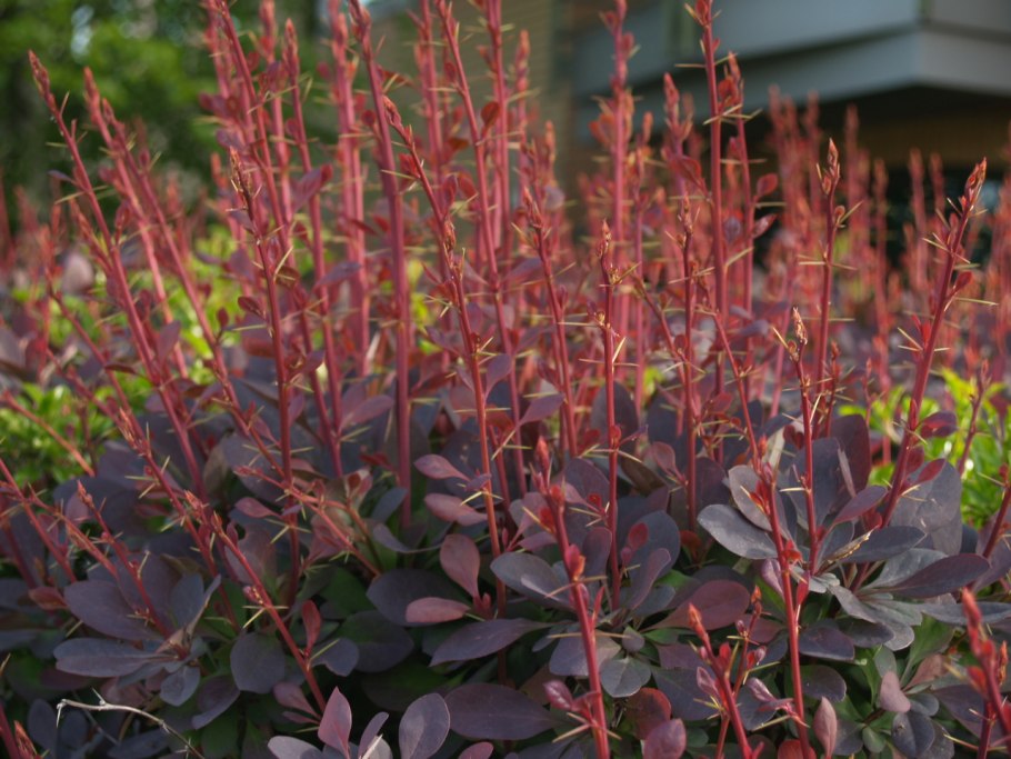 Барбарис Тунберга Atropurpurea