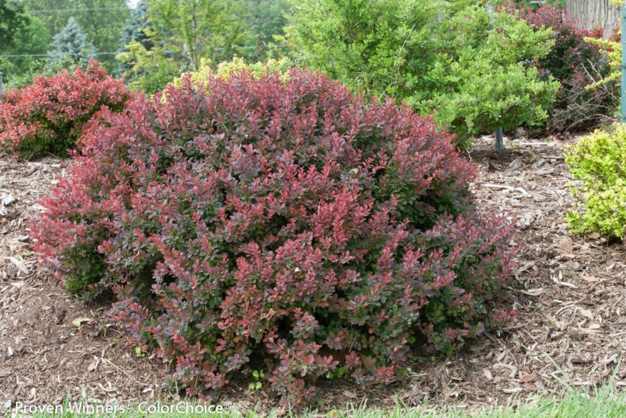 Клен palmatum Bloodgood