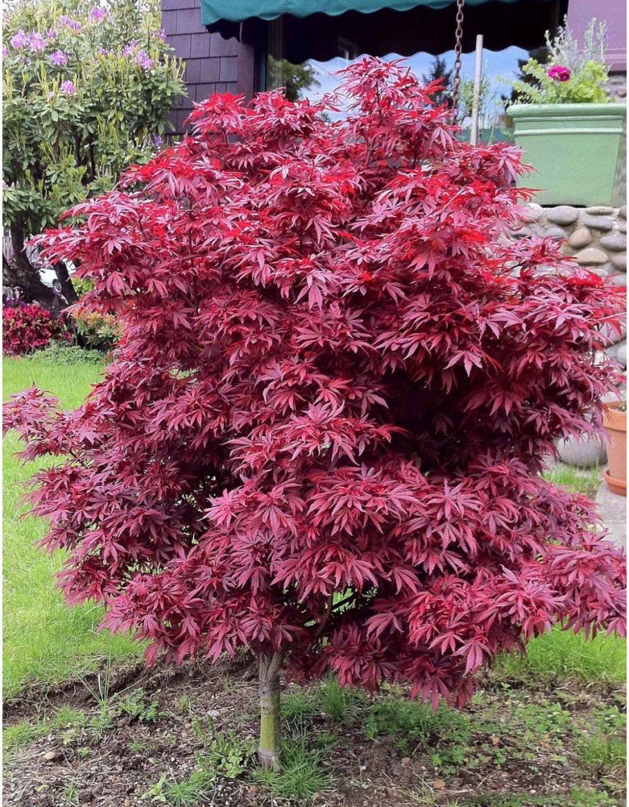 Барбарис Тунберга кустарник