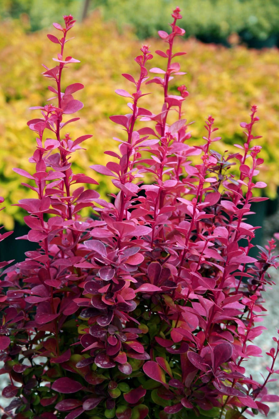 Бересклет крылатый Европейский