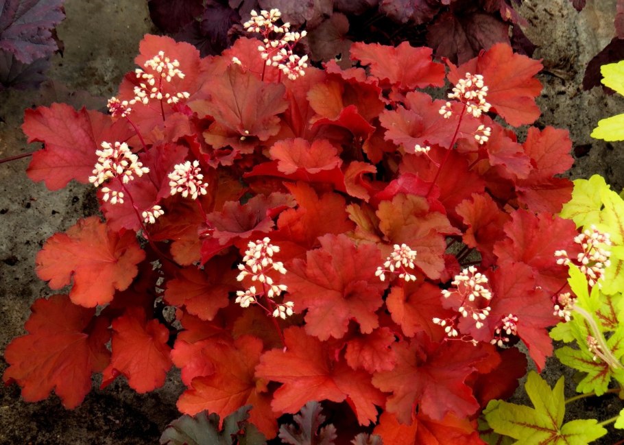 Колеус гибридный (Coleus hybrida) Wizard Scarlet