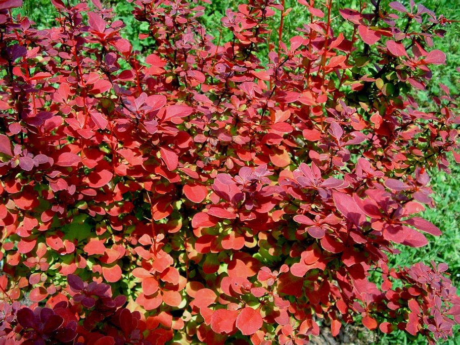 Гейхера Rio (Рио)