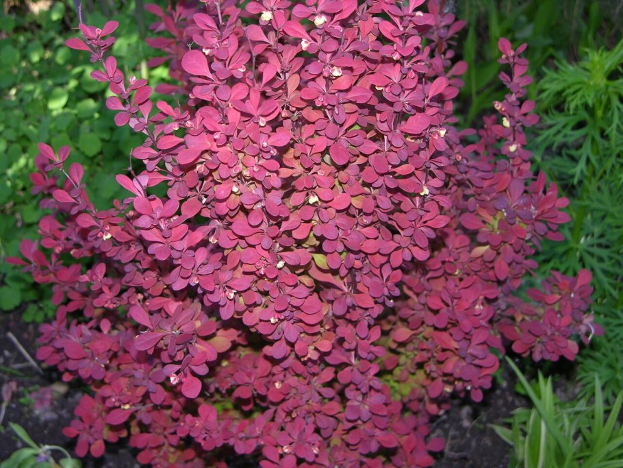 Барбарис Тунберга декоративные кустарники