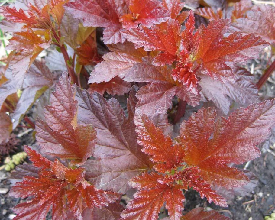 Лебеда краснолистная