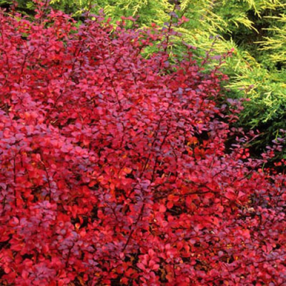 Барбарис Атропурпуреа Нана