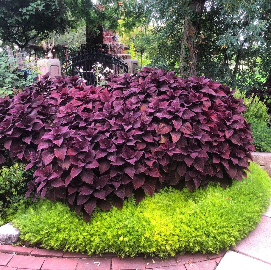 Клен дланевидный Атропурпуреум Acer palmatum Atropurpureum