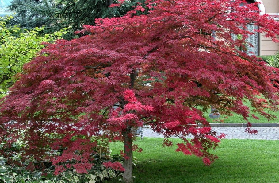 Барбарис Тунберга "адмирейшен"