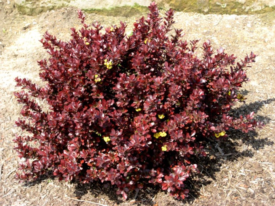 Барбарис Тунберга Red