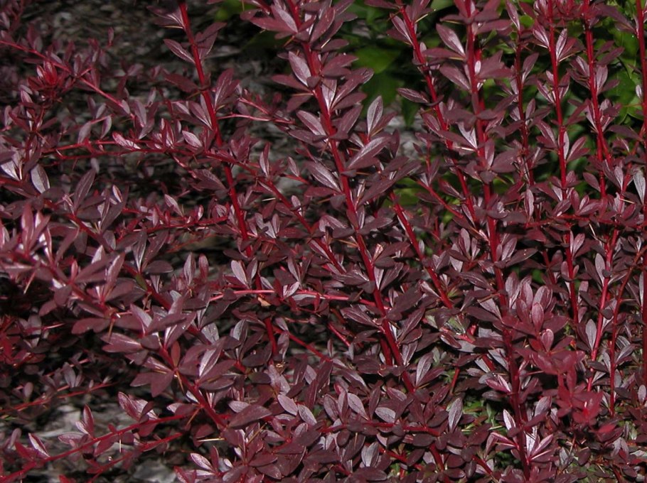 Барбарис Тунберга admiration