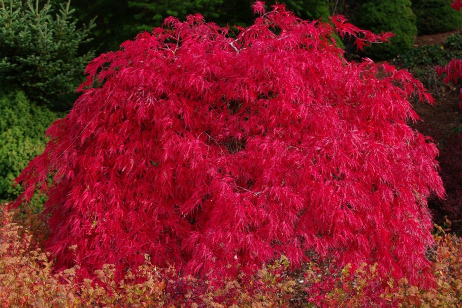 Японский клен Acer palmatum