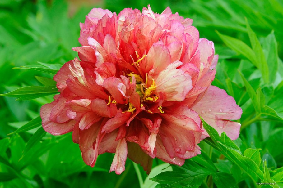 Пион Itoh Hillary