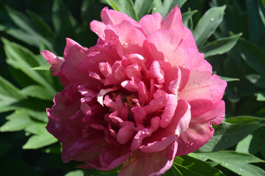 Пион Ито-гибрид Хиллари