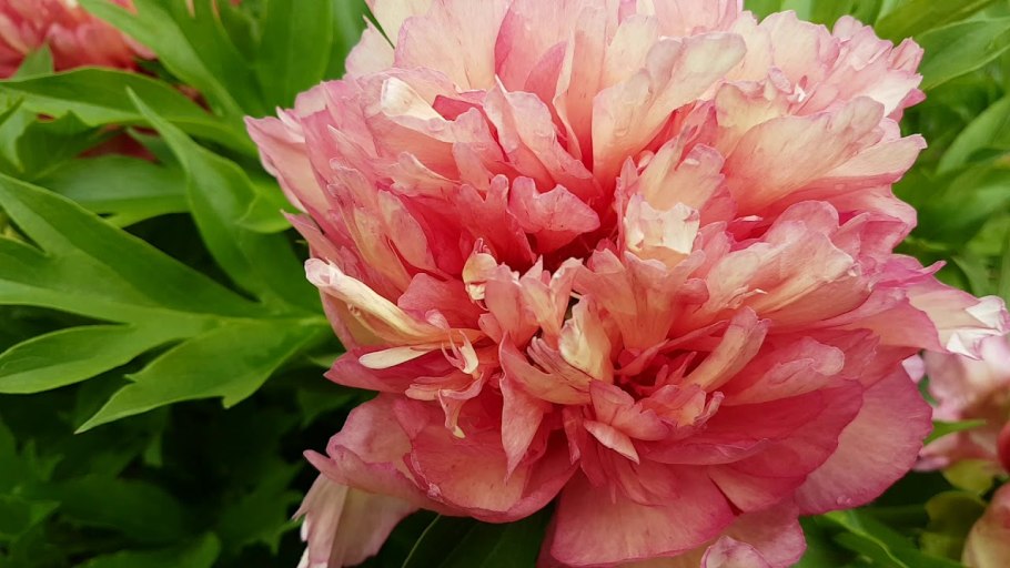 Пион Хиллари