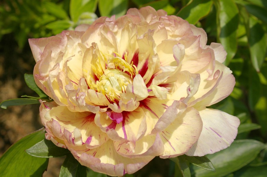 Пион Ито Скрумдидлеумшес