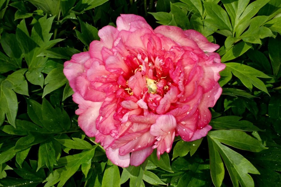 Пион Ито-гибрид Скарлет Хевен