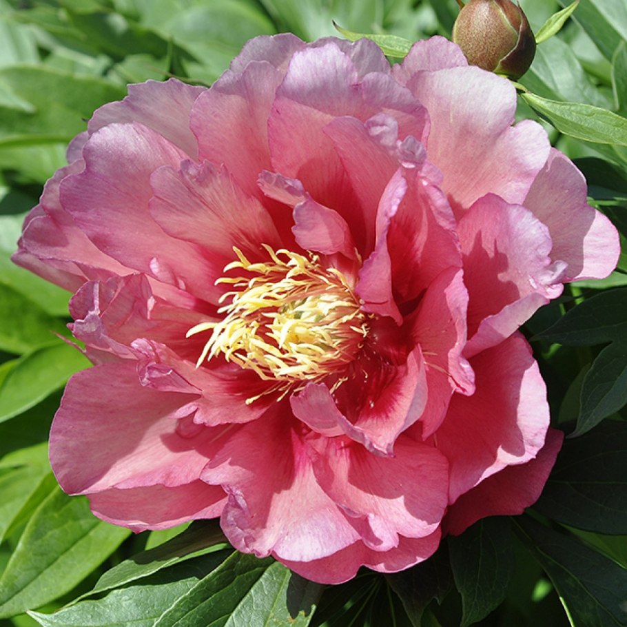 Пион Ито-гибрид Хиллари