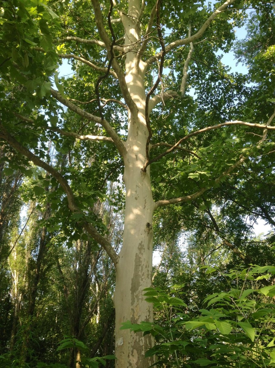 Дерево Платан Чинар Турция