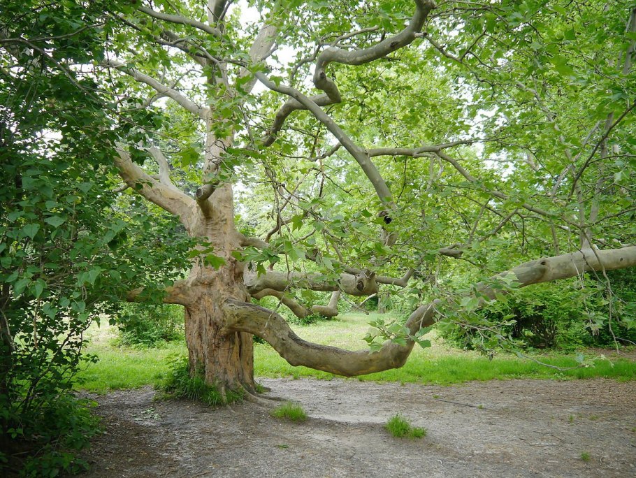 Платан Восточный дерево