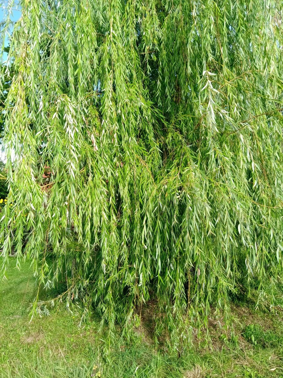 Лиственница тонкочешуйчатая Пендула